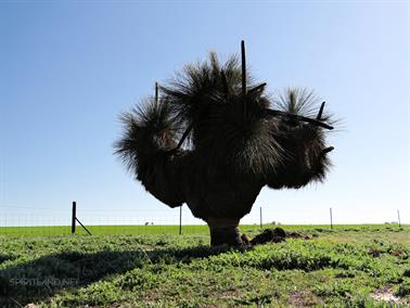 Grass Tress (Black Boys), Goldfields Road, Youndegin, Western Australia - 4